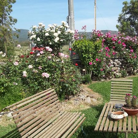 Bed and Breakfast Il Vecchioliveto Di Ornella Marrùbiu Zimmer foto